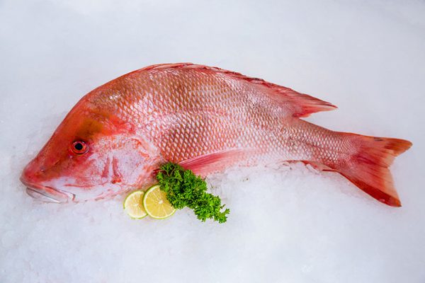 Emperor Red Snapper