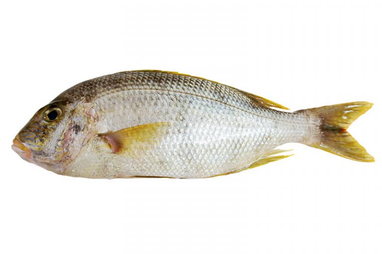 Blue-Lined Large Eye Bream