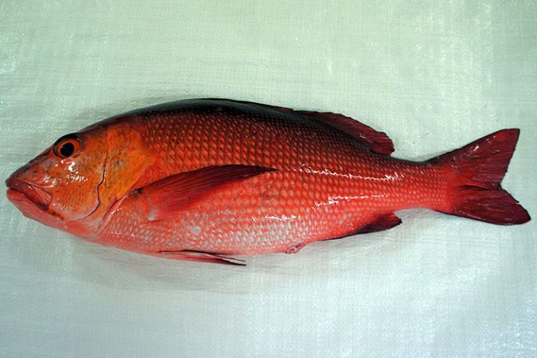 Two spot Red Snapper